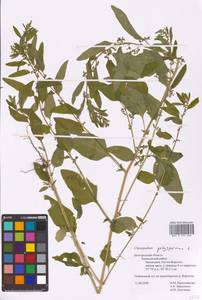 Lipandra polysperma (L.) S. Fuentes, Uotila & Borsch, Восточная Европа, Центральный лесостепной район (E6) (Россия)
