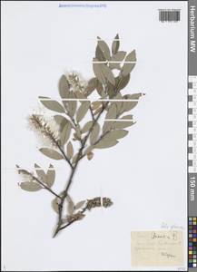 Ива сизая L., Восточная Европа, Северный район (E1) (Россия)