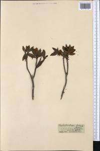 Rhododendron ferrugineum L., Западная Европа (EUR) (Франция)