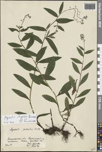 Myosotis nemorosa subsp. nemorosa, Восточная Европа, Западно-Украинский район (E13) (Украина)