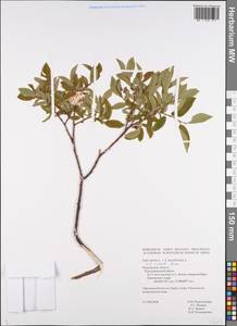 Salix myrsinifolia subsp. myrsinifolia, Восточная Европа, Северный район (E1) (Россия)