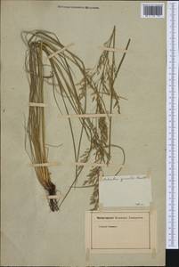Poaceae, Западная Европа (EUR)
