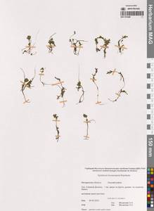 Кипрей Хорнемана, Кипрей Горнемана Rchb., Сибирь, Чукотка и Камчатка (S7) (Россия)