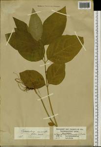 Cynanchum ascyrifolium (Franch. & Sav.) Matsum., Сибирь, Дальний Восток (S6) (Россия)