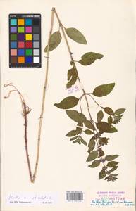 MHA 0 158 448, Mentha × verticillata L., Восточная Европа, Эстония (E2c) (Эстония)