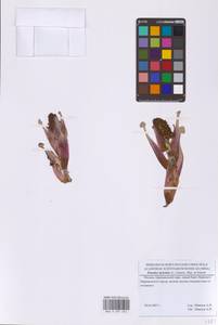 Белокопытник гибридный (L.) G.Gaertn., B.Mey. & Scherb., Восточная Европа, Московская область и Москва (E4a) (Россия)