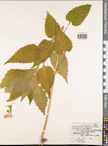 Колокольчик широколистный L., Восточная Европа, Центральный район (E4) (Россия)