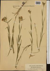 Dianthus balbisii subsp. liburnicus (Bartl.) Pignatti, Западная Европа (EUR) (Словения)