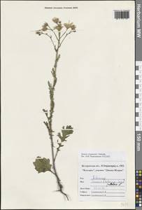 Якобея ферганская (Schischk.) B.Nord., Восточная Европа, Центральный лесостепной район (E6) (Россия)