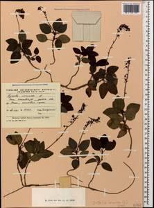 Ортилия однобокая (L.) House, Кавказ, Абхазия (K4a) (Абхазия)