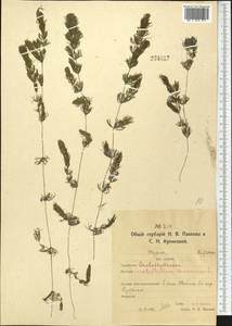 Роголистник погруженный L., Средняя Азия и Казахстан, Северный и Центральный Казахстан (M10) (Казахстан)