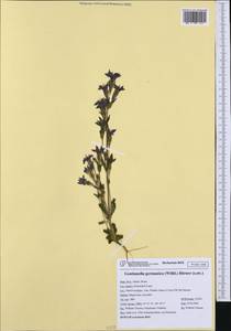 Gentianella germanica, Западная Европа (EUR) (Италия)