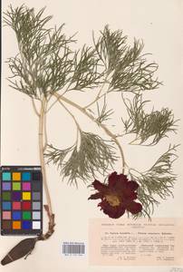 Пион тонколистный L., Восточная Европа, Северо-Украинский район (E11) (Украина)