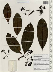Tarennoidea wallichii (Hook.f.) Tirveng. & Sastre, Зарубежная Азия (ASIA) (Вьетнам)