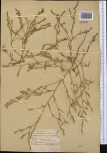 Петросимония трехтычинковая (Pall.) Simonk., Средняя Азия и Казахстан, Северный и Центральный Казахстан (M10) (Казахстан)