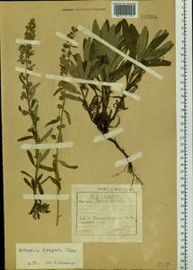 Artemisia lagocephala var. lithophila (Turcz. ex DC.) Y. R. Ling, Сибирь, Прибайкалье и Забайкалье (S4) (Россия)