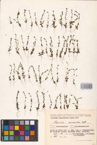 MHA 0 153 203, Незабудка прямостоячая Link ex Roem. & Schult., Восточная Европа, Нижневолжский район (E9) (Россия)