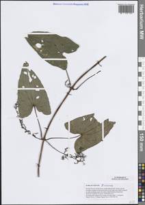 Диоскорея, Зарубежная Азия (ASIA) (Вьетнам)