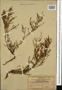 Щавель щавельковидный (Balansa) Den Nijs, Кавказ, Армения (K5) (Армения)