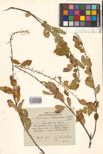 Флюгея полукустарниковая (Pall.) Baill., Сибирь, Дальний Восток (S6) (Россия)