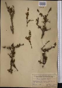 Prunus bifrons Fritsch, Средняя Азия и Казахстан, Памир и Памиро-Алай (M2) (Узбекистан)