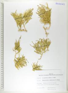 Дифазиаструм сплюснутый (L.) Holub, Сибирь, Дальний Восток (S6) (Россия)