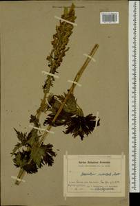 Борец восточный Mill., Кавказ, Армения (K5) (Армения)