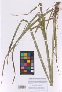 Осока ложносытевая, Осока ложносытевидная L., Восточная Европа, Московская область и Москва (E4a) (Россия)