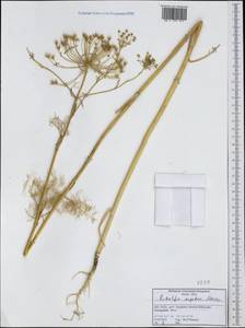 Ridolfia segetum (L.) Moris, Западная Европа (EUR) (Италия)