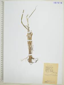 Вейник тростниковый (L.) Roth, Сибирь, Дальний Восток (S6) (Россия)