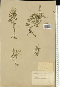 Сердечник недотрога L., Восточная Европа, Центральный лесостепной район (E6) (Россия)