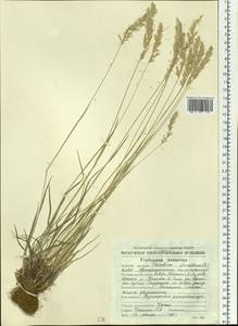 Koeleria spicata (L.) Barberá, Quintanar, Soreng & P.M.Peterson, Сибирь, Чукотка и Камчатка (S7) (Россия)
