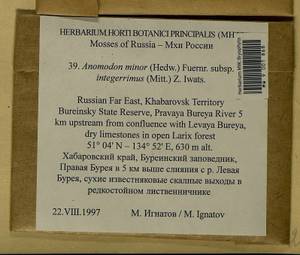 Anomodon minor (Hedw.) Lindb., Гербарий мохообразных, Мхи - Дальний Восток (без Чукотки и Камчатки) (B20) (Россия)