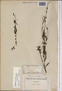 Oenothera perennis L., Америка (AMER) (США)