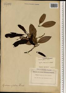 Lithocarpus glaber (Thunb.) Nakai, Зарубежная Азия (ASIA) (Япония)