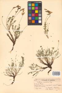 Oxytropis coerulea subsp. coerulea, Сибирь, Дальний Восток (S6) (Россия)