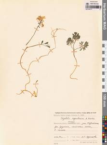 Хохлатка магаданская A.P.Khokhr., Сибирь, Чукотка и Камчатка (S7) (Россия)