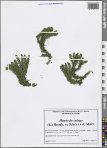 Баранец обыкновенный (L.) Bernh., Восточная Европа, Северный район (E1) (Россия)