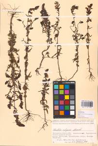 MHA 0 161 890, Зубчатка обыкновенная Moench, Восточная Европа, Нижневолжский район (E9) (Россия)