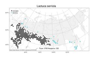 Lactuca serriola, Латук компасный L., Атлас флоры России (FLORUS) (Россия)