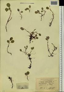 Ива сетчатая L., Сибирь, Чукотка и Камчатка (S7) (Россия)