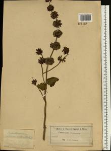 Шалфей мутовчатый L., Восточная Европа, Московская область и Москва (E4a) (Россия)