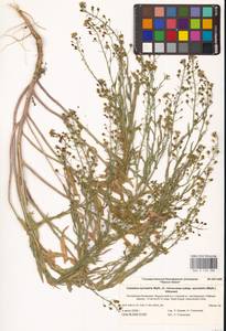 Рыжик мелкоплодный Andrz. ex DC., Восточная Европа, Нижневолжский район (E9) (Россия)