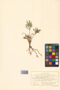 Viola multifida Willd. ex Roem. & Schult., Сибирь и Дальний Восток (без точных местонахождений) (S0) (Россия)