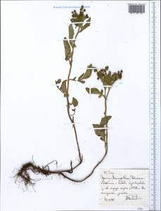 Asteraceae, Африка (AFR) (Эфиопия)