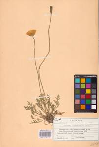 Oreomecon lapponica subsp. lapponica, Восточная Европа, Северный район (E1) (Россия)