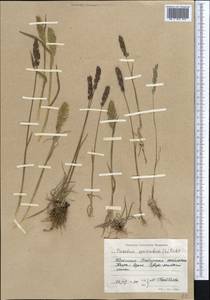 Koeleria spicata (L.) Barberá, Quintanar, Soreng & P.M.Peterson, Средняя Азия и Казахстан, Западный Тянь-Шань и Каратау (M3) (Киргизия)