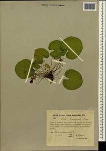 Viola epipsila subsp. repens (Turcz.) W. Becker, Сибирь, Якутия (S5) (Россия)