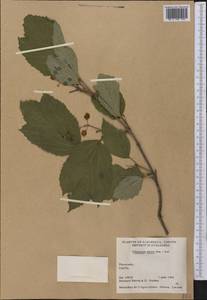Viburnum edule (Michx.) Raf., Америка (AMER) (Канада)