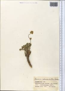 Семеновия разнозубчатая (Korovin) Manden., Средняя Азия и Казахстан, Памир и Памиро-Алай (M2) (Таджикистан)